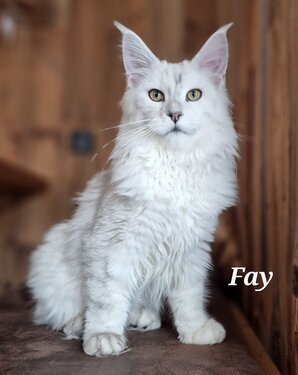 Maine Coon Katze Fay