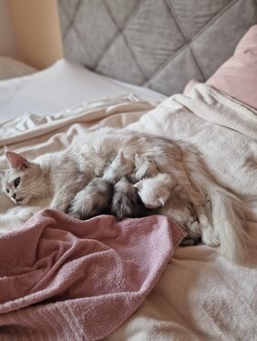 Maine Coon Babies Berglöwen vom Zillertal