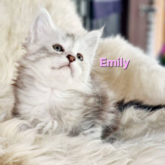 Maine Coon Katze Emily