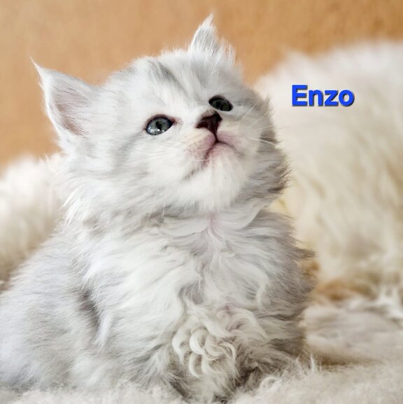 Maine Coon Kater Enzo