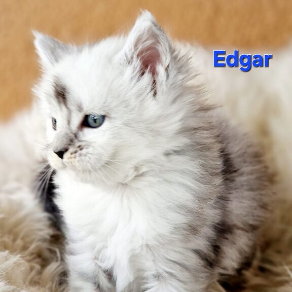 Maine Coon Kater Edgar