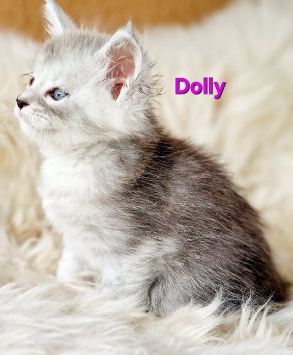 Dolly