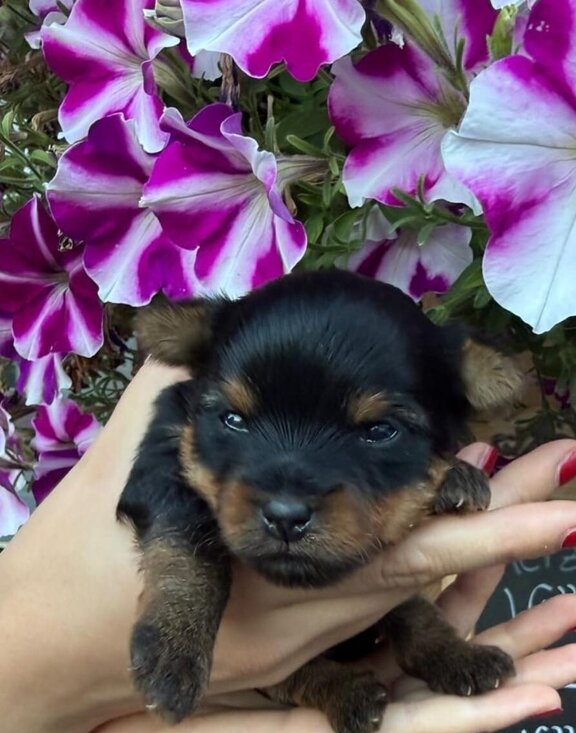 Mini Yorkshire Terrier