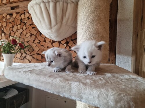 Maine Coon Babies Berglöwen vom Zillertal