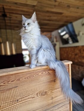 Maine Coon Katze Mel