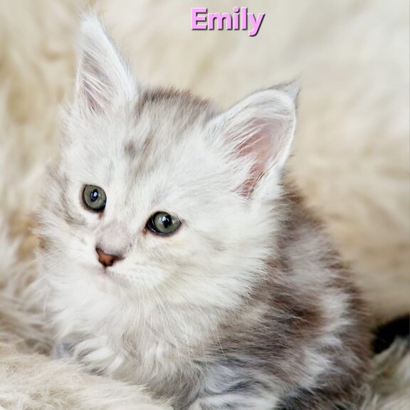 Maine Coon Katze Emily
