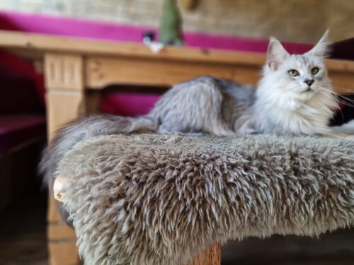 Maine Coon Katze Mel