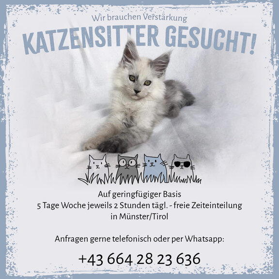 Katzensitter gesucht!
