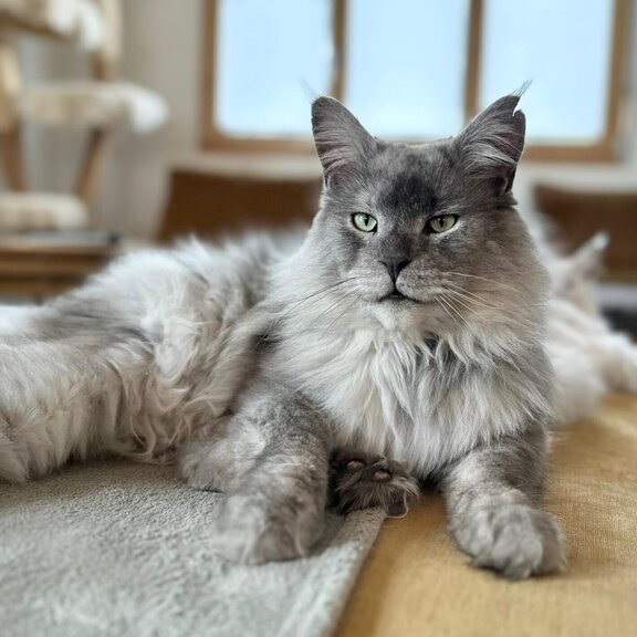Maine Coon Kater Jack
