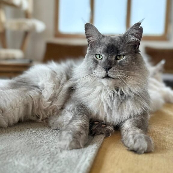 Maine Coon Kater Jack