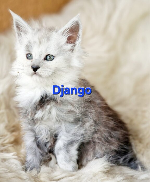 Maine Coon Kater Django