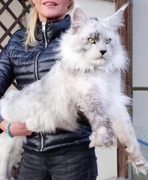 Uropa Maine Coon Kater Lambokitty Iceman
