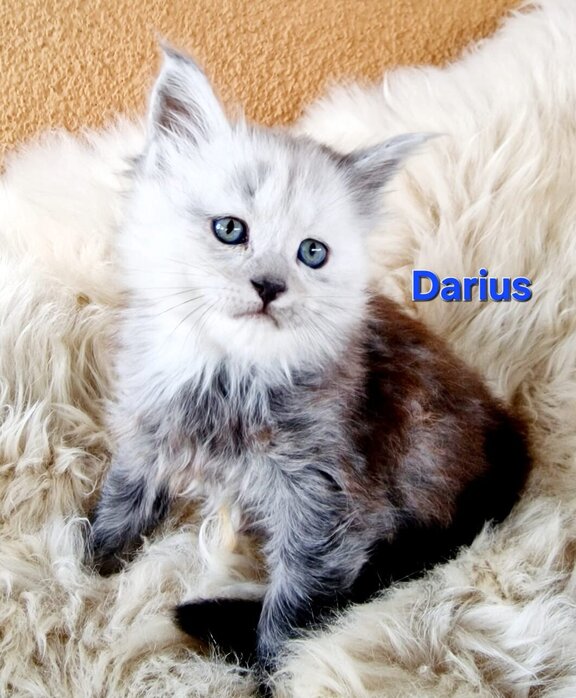 Maine Coon Kater Darius