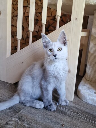 Frederic | Berglöwen vom Zillertal