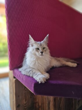 Maine Coon Katze Mel