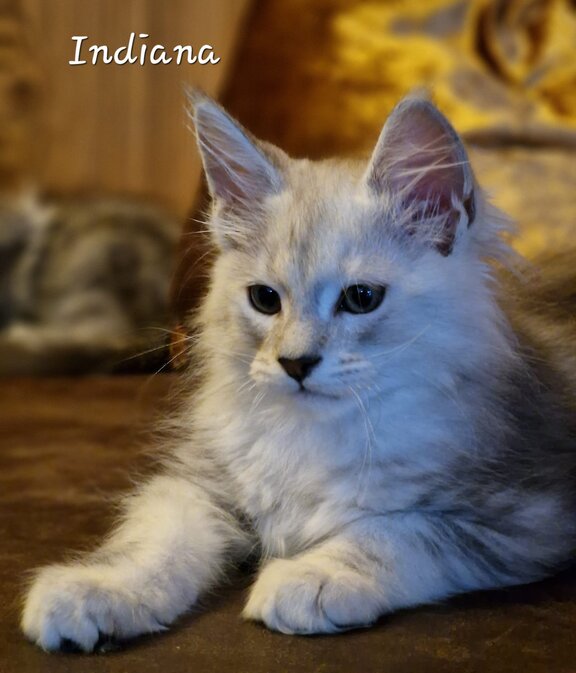 Indiana von unserem I-Wurf Maine Coon Katzen