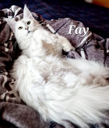Maine Coon Katze Fay
