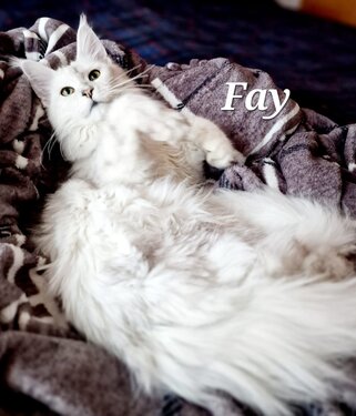 Maine Coon Katze Fay