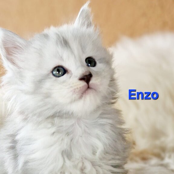 Maine Coon Kater Enzo