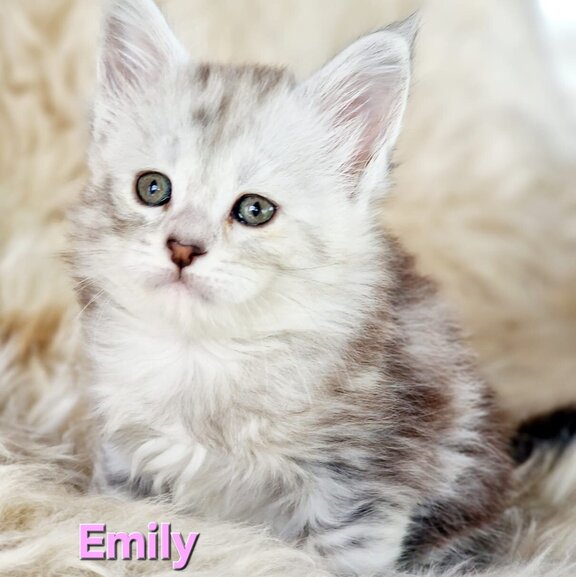 Maine Coon Katze Emily