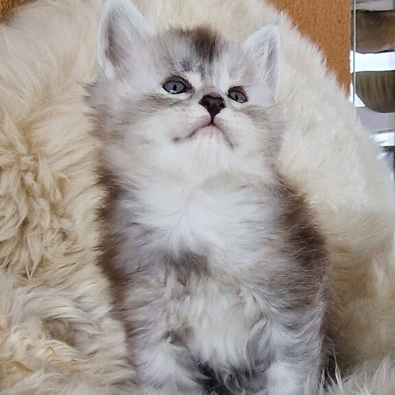 Maine Coon Kater David