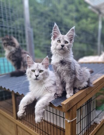 Miss Austria | Berglöwen vom Zillertal