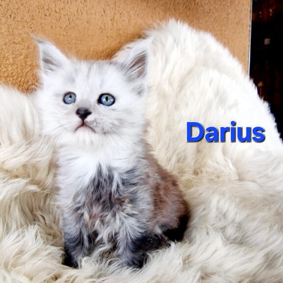 Maine Coon Kater Darius