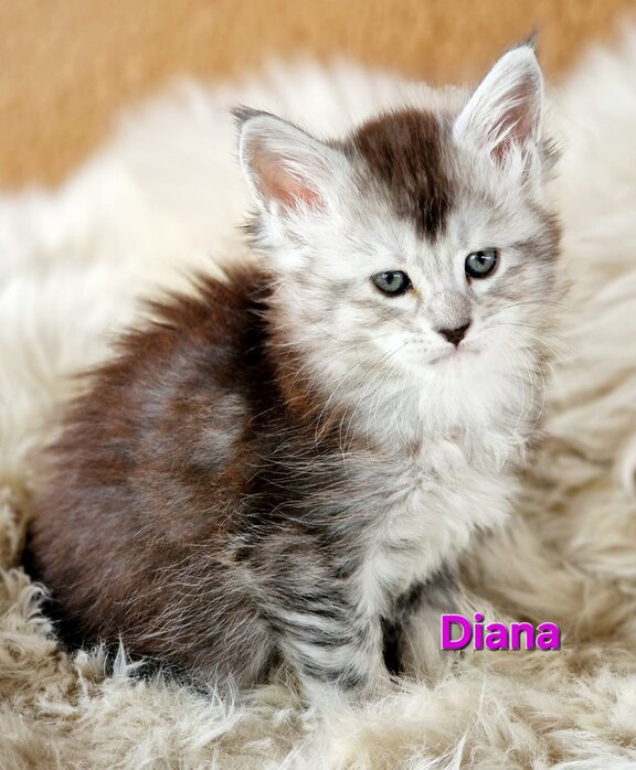 Maine Coon Katze Diana