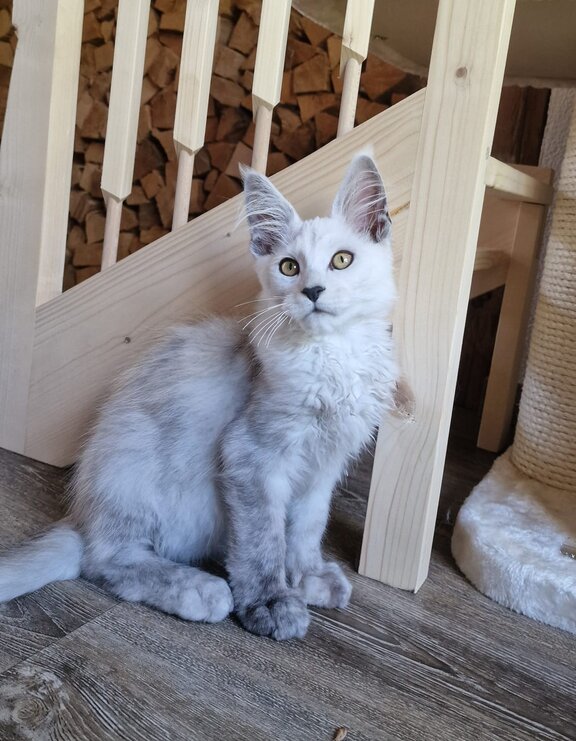 Maine Coon Kater Frederic