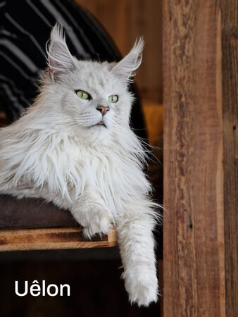 Maine Coon Kater Uélon