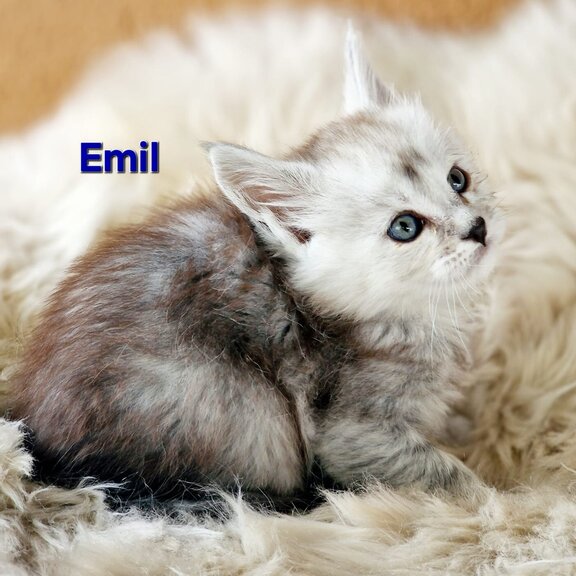 Maine Coon Kater Emil