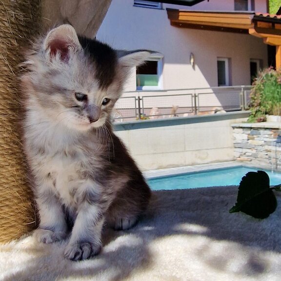 Maine Coon Katze Diana
