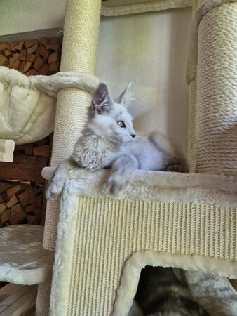 Maine Coon Katze Fee