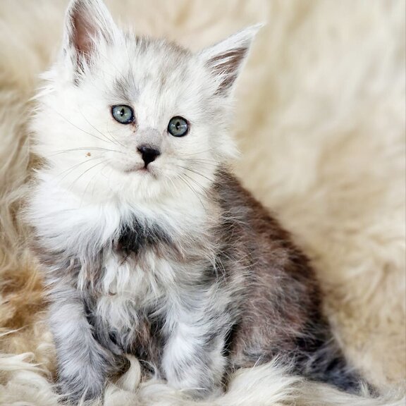Maine Coon Kater Django