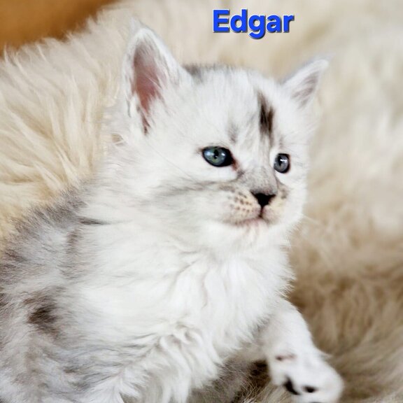 Maine Coon Kater Edgar