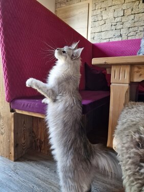 Maine Coon Katze Mel