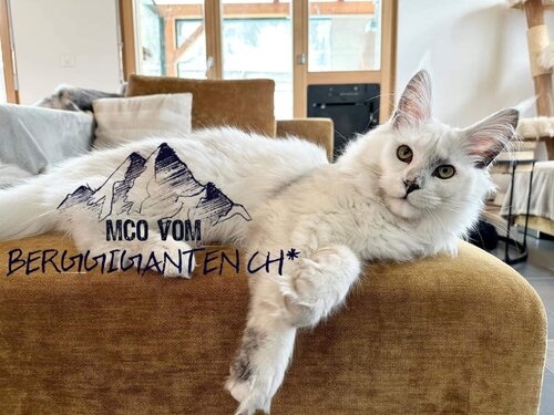 Maine Coon Katze Faith