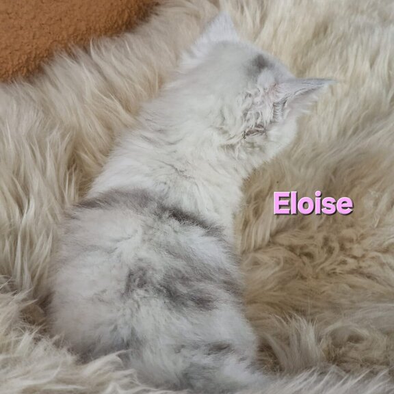 Maine Coon Katze Eloise