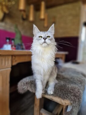 Maine Coon Katze Mel