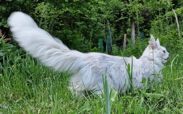 Maine Coon Kater Vélon