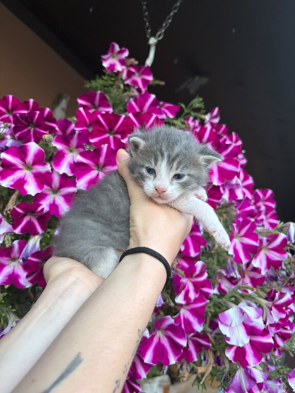 Maine Coon Mix Babies
