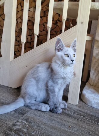 Frederic | Berglöwen vom Zillertal