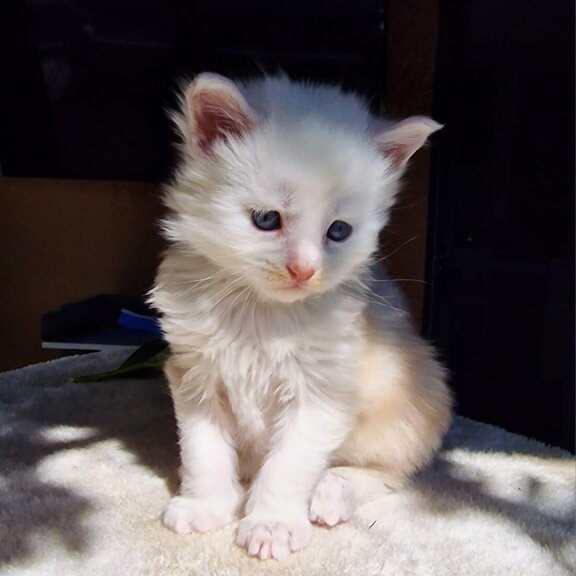 Maine Coon Kater Mufasa