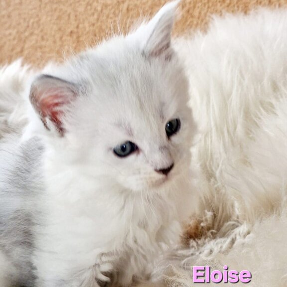 Maine Coon Katze Eloise