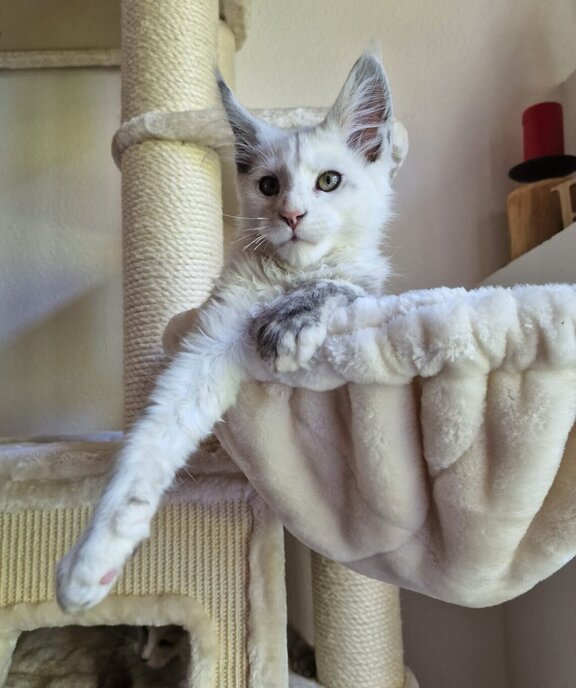 Maine Coon Katze Fee