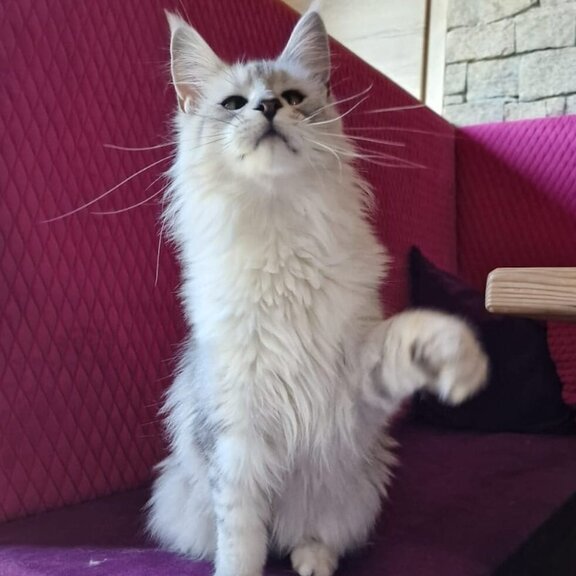 Maine Coon Katze Mel
