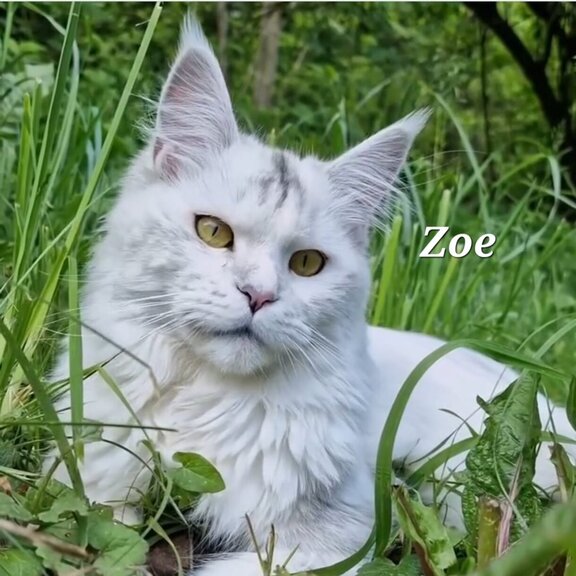Maine Coon Katze Zoe