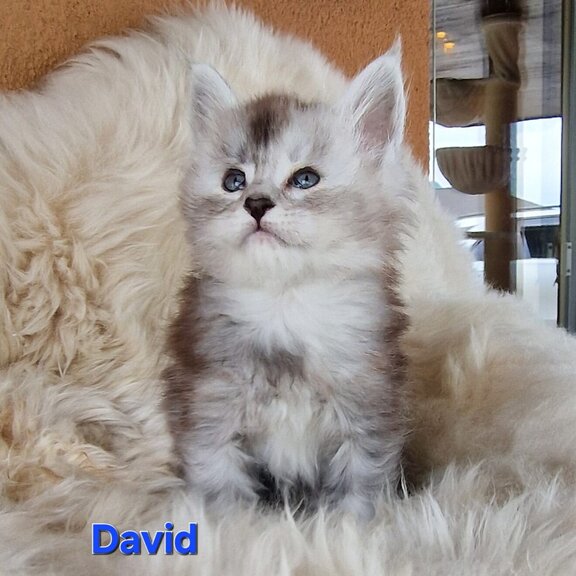 Maine Coon Kater David