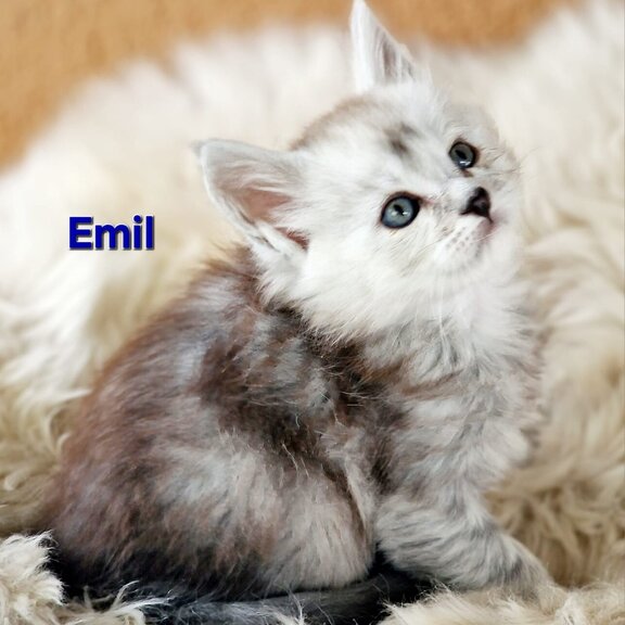 Maine Coon Kater Emil