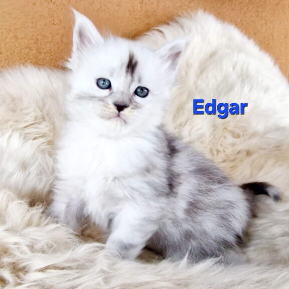 Maine Coon Kater Edgar